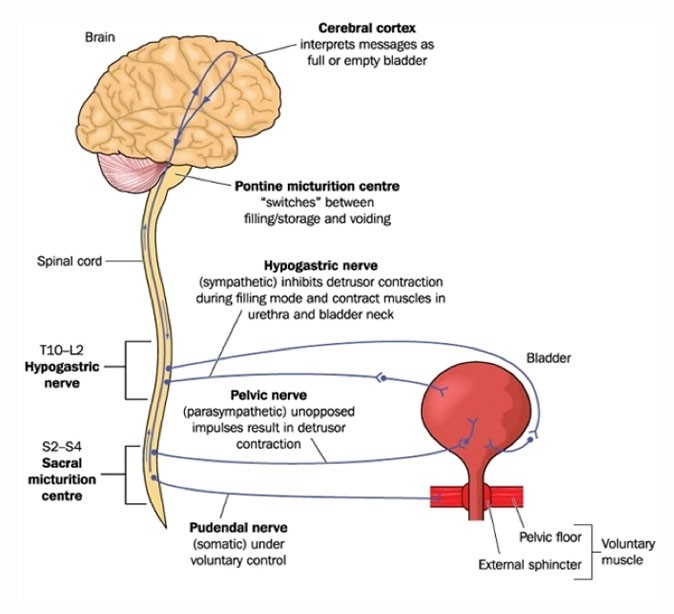 Diagram of the nerve pathways between the brain, spinal cord, bladder and pelvic floor that control urination